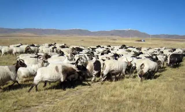 【展商風(fēng)采】2023青海（深圳）綠色產(chǎn)品大集將在第9屆深圳綠博會上同期舉辦